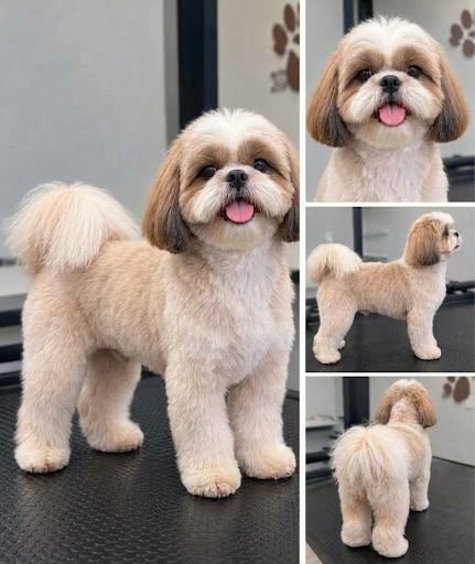 Cão com tosa bebê feita na tesoura