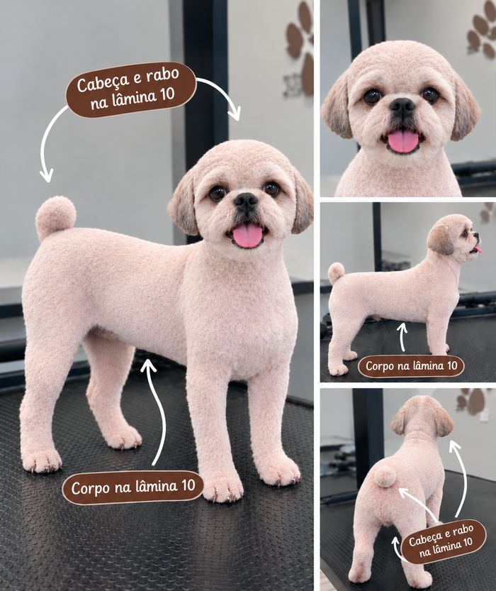 Cão com tosa na lâmina 10 por igual